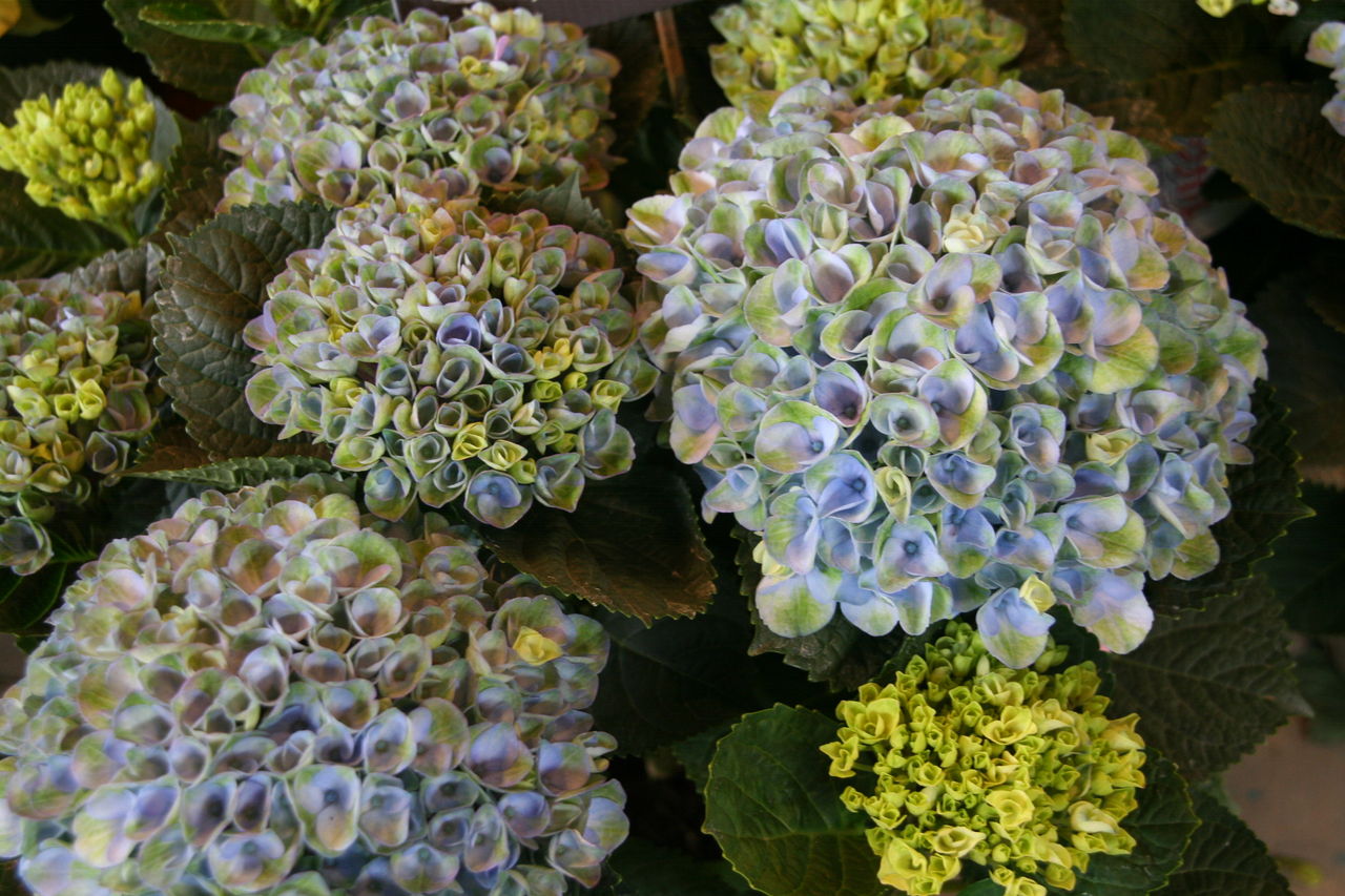 色の変化を楽しむアジサイたち プチ フルール Actis Flower Garden Green 色の変化を楽しむアジサイたち プチ フルール Actis Flower Garden Green