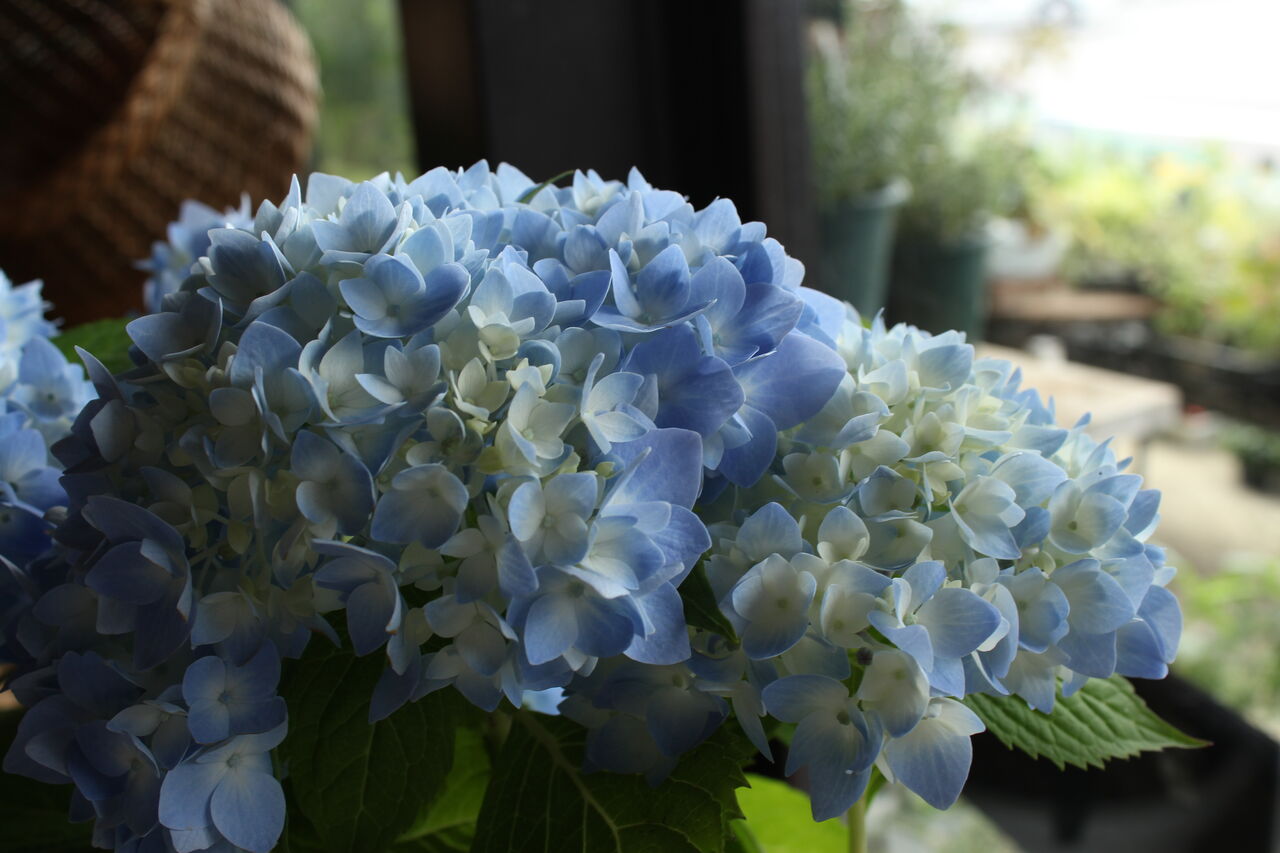 何度も咲きます アジサイ 霧島の恵 プチ フルール Actis Flower Garden Green 何度も咲きます アジサイ 霧島の恵 プチ フルール Actis Flower Garden Green