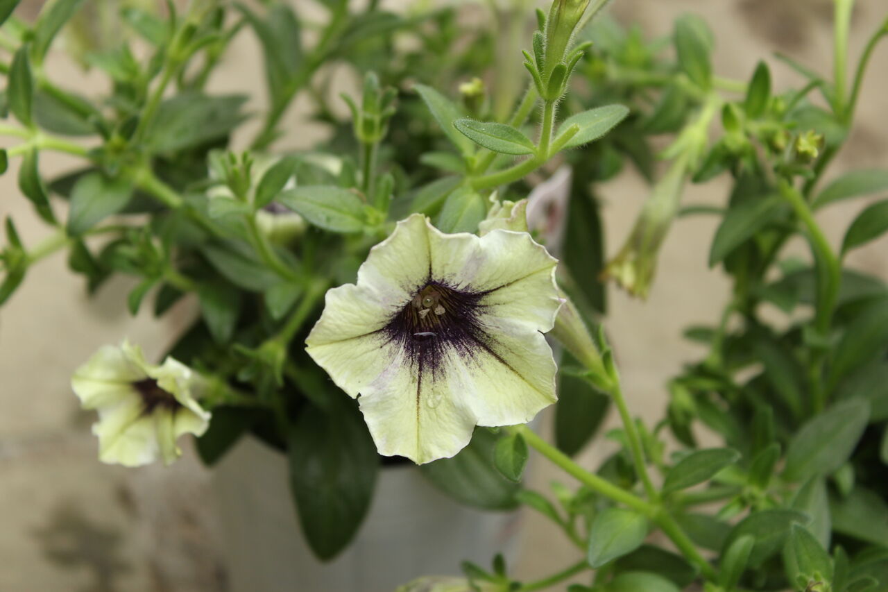 妖精のチュチュ 最新品種入荷です プチ フルール Actis Flower Garden Green