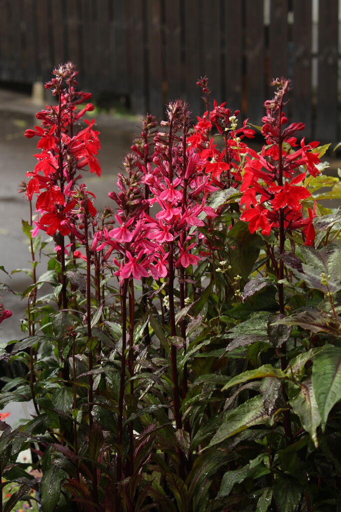 宿根ロベリアと季節の花たち プチ フルール Actis Flower Garden Green