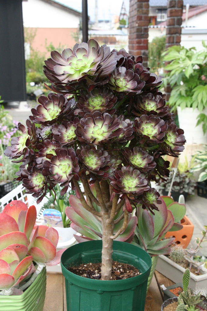 大きな大きな黒法師！ : ACTIS FLOWER＆GARDEN GREEN プチ*フルール