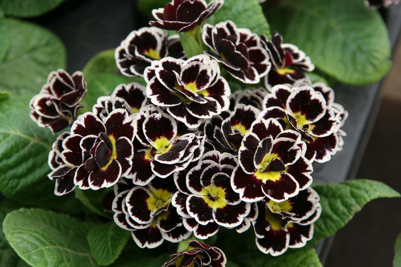 プリムラ ビクトリアナダブル と入荷の花たち プチ フルール Actis Flower Garden Green