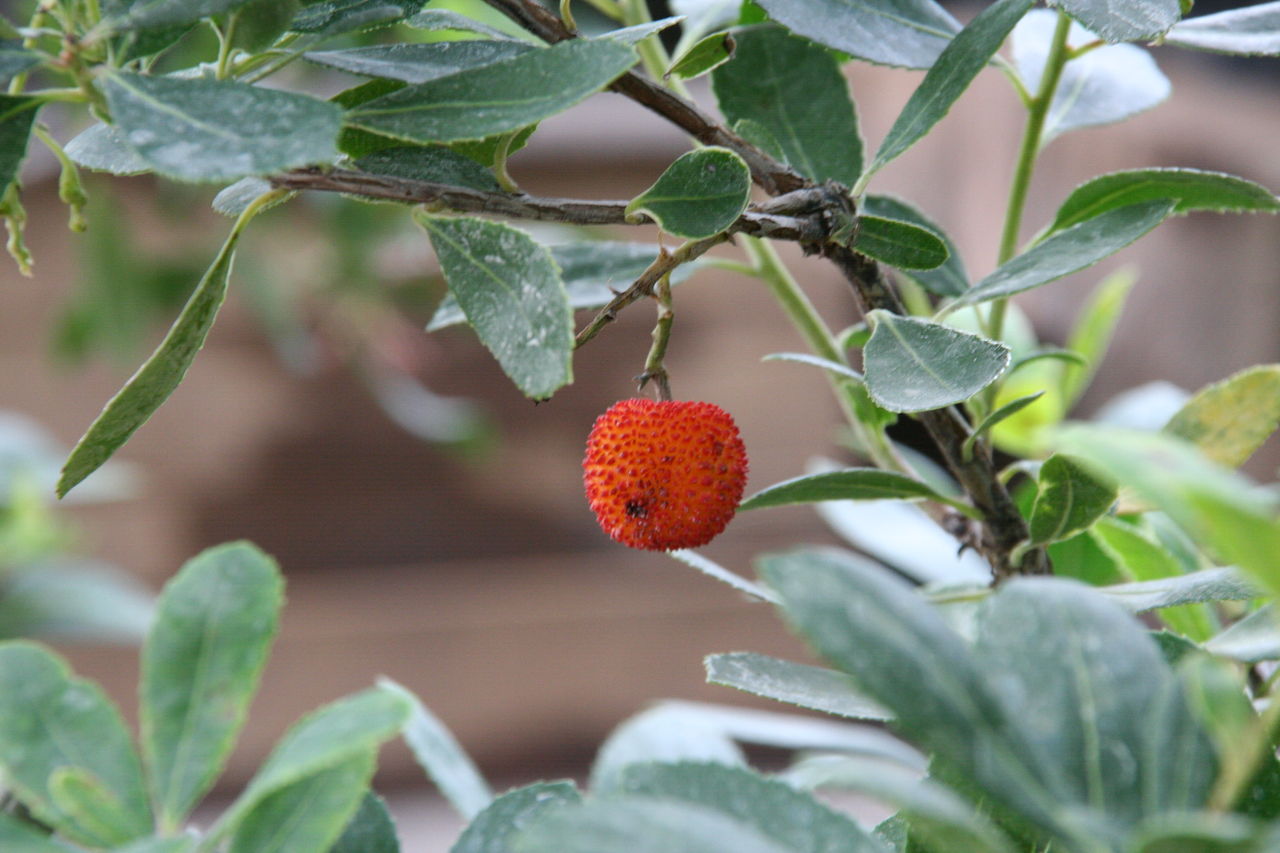 お庭に 寄せ植えに いちごの木 プチ フルール Actis Flower Garden Green