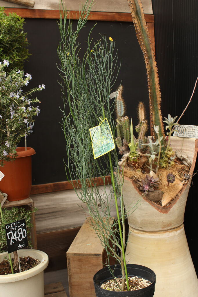アカシア「レインディアワトル」 : ACTIS FLOWER＆GARDEN GREEN プチ