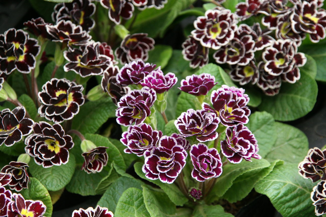 プリムラ ビクトリアナダブル と入荷の花たち プチ フルール Actis Flower Garden Green