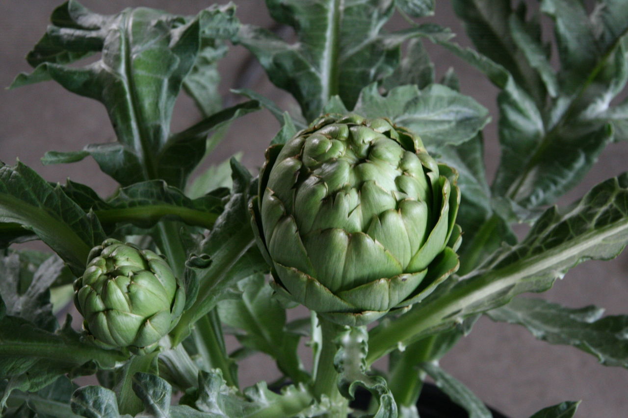 食べられるかな アーティーチョーク と アラリア と イポメア 入荷 プチ フルール Actis Flower Garden Green