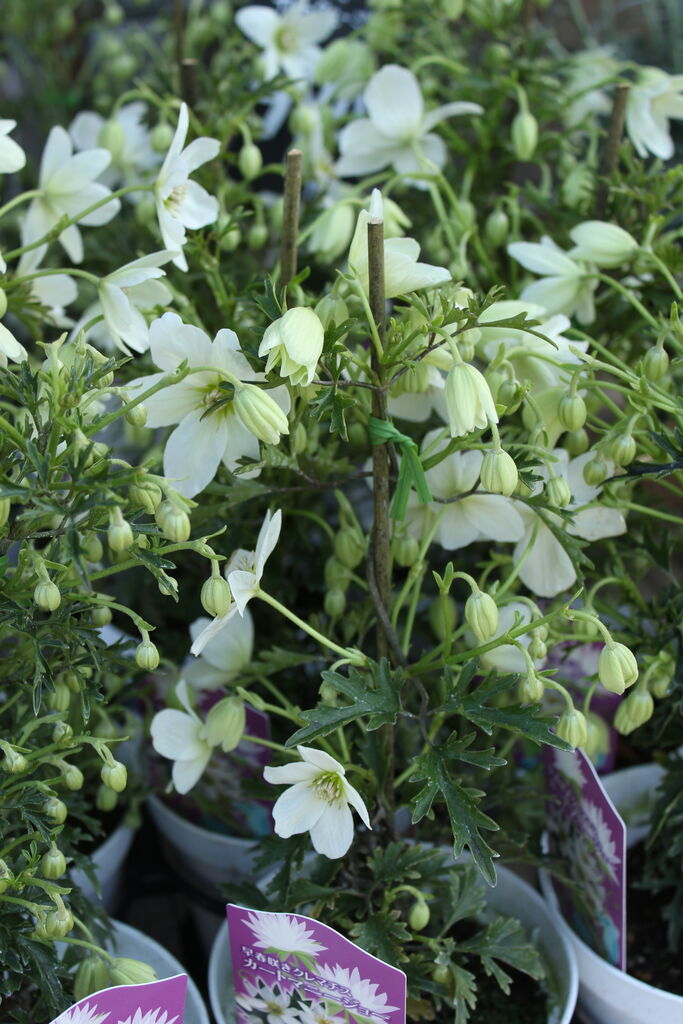 クレマチスもぐんぐんと プチ フルール Actis Flower Garden Green