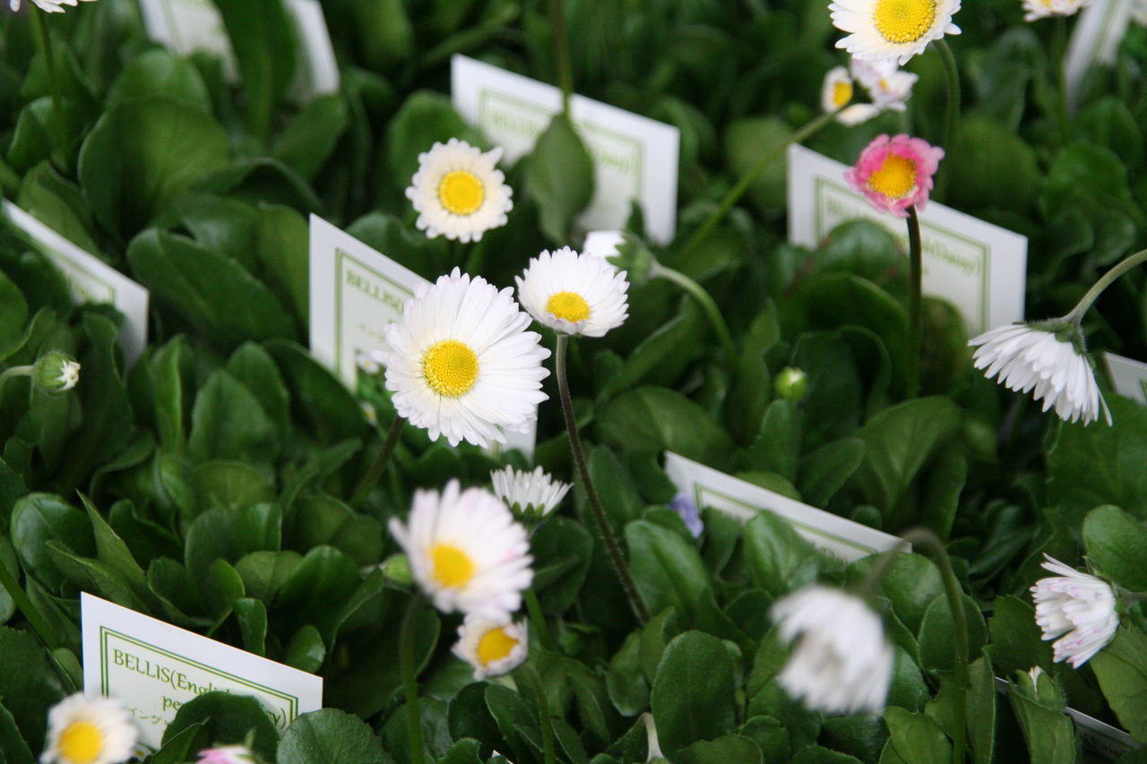 小花がいっぱい 新入荷のお花たち プチ フルール Actis Flower Garden Green