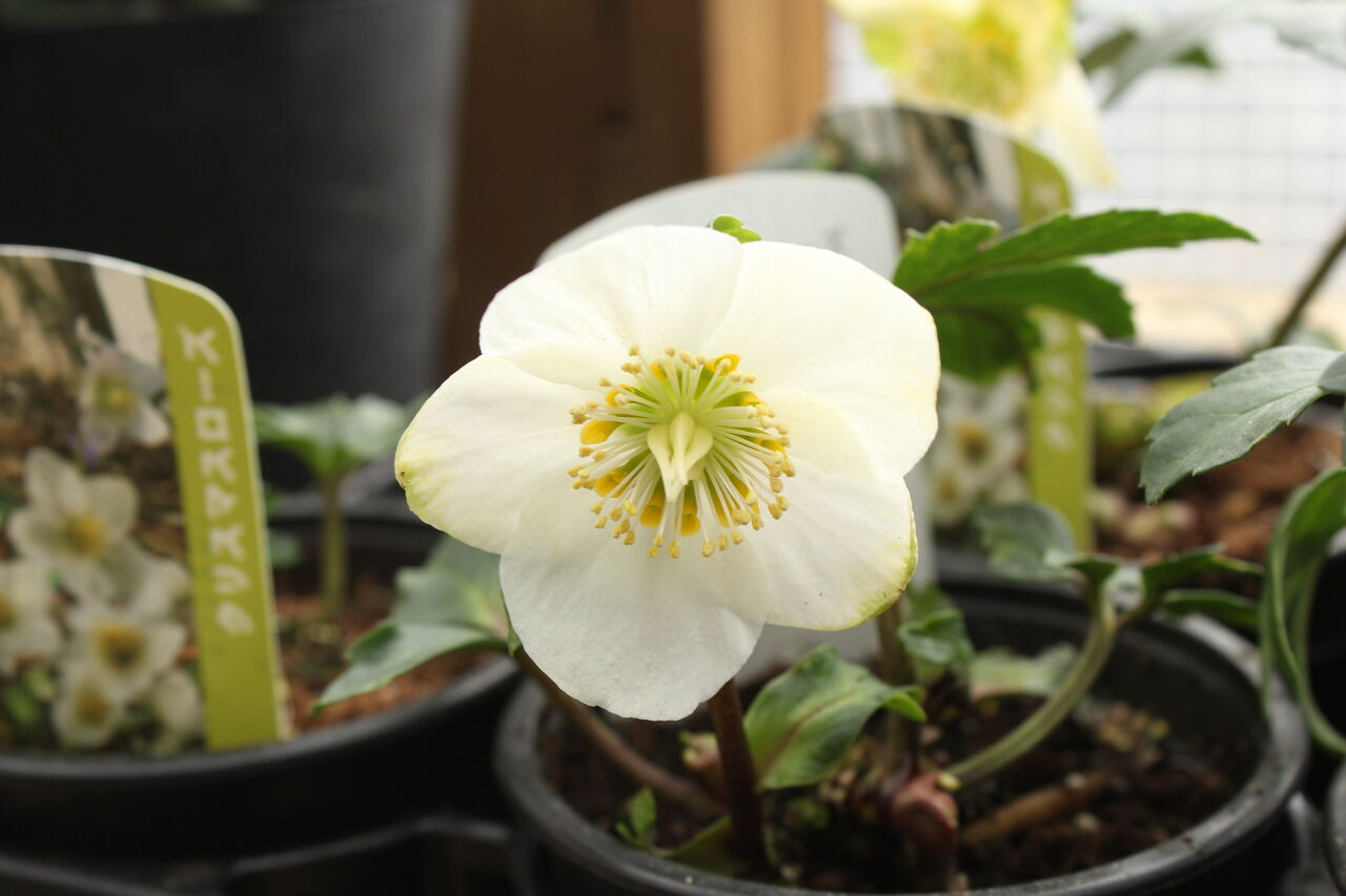 合格の花 Actis Flower Garden Green プチフルール