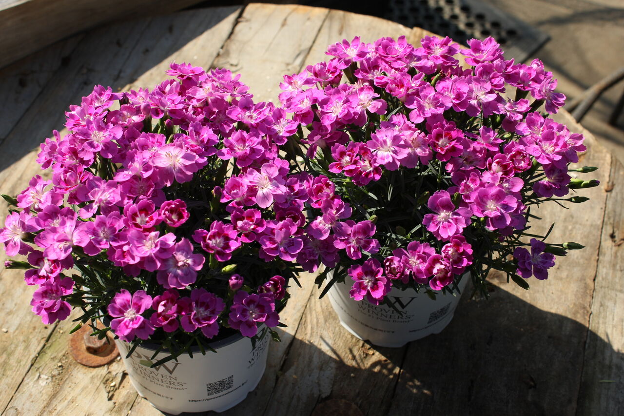 ダイアンサス フルーリアムール プチ フルール Actis Flower Garden Green ダイアンサス フルーリアムール プチ フルール Actis Flower Garden Green