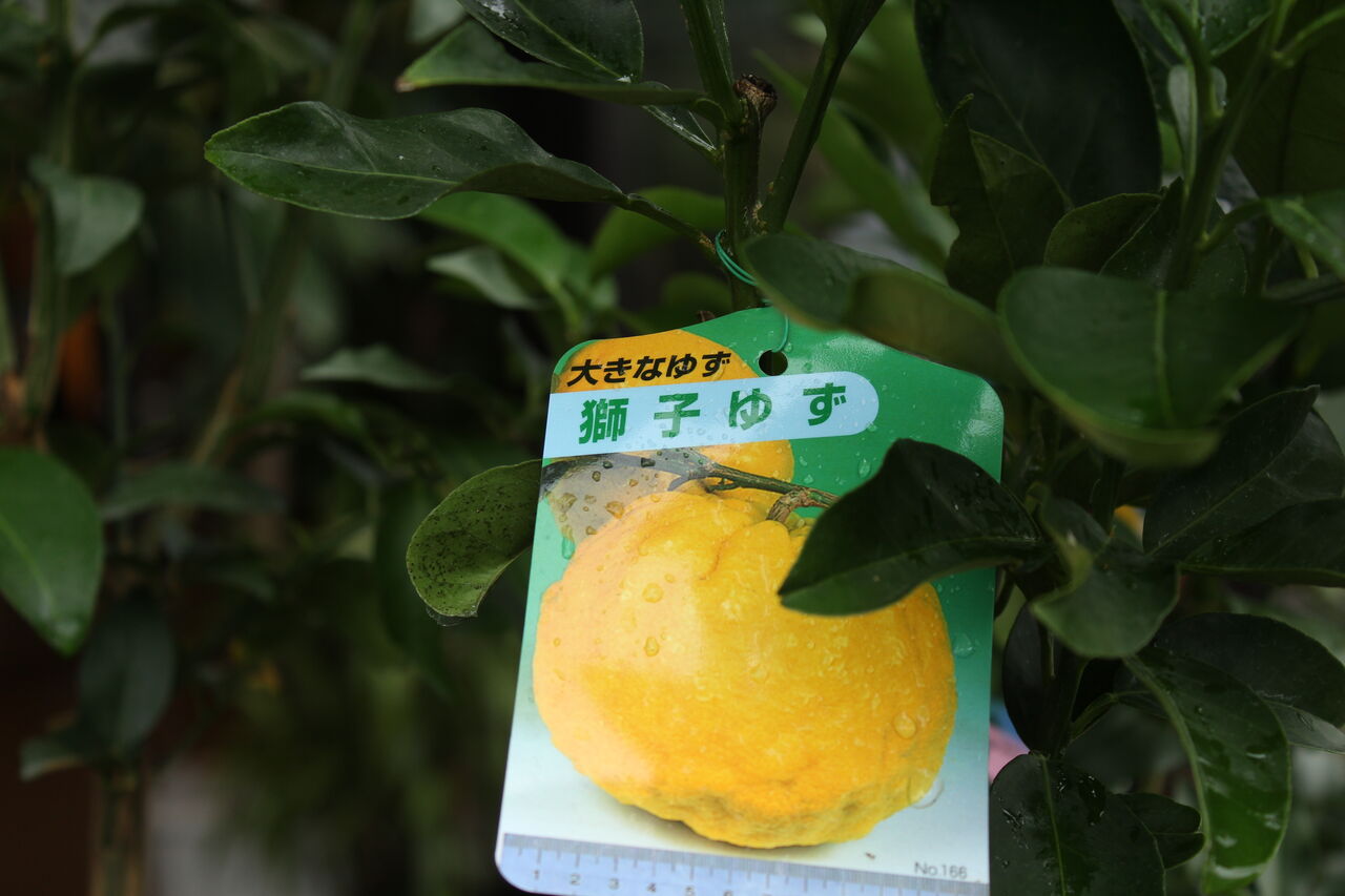 人気の柑橘 ぐんぐん成長中 プチ フルール Actis Flower Garden Green
