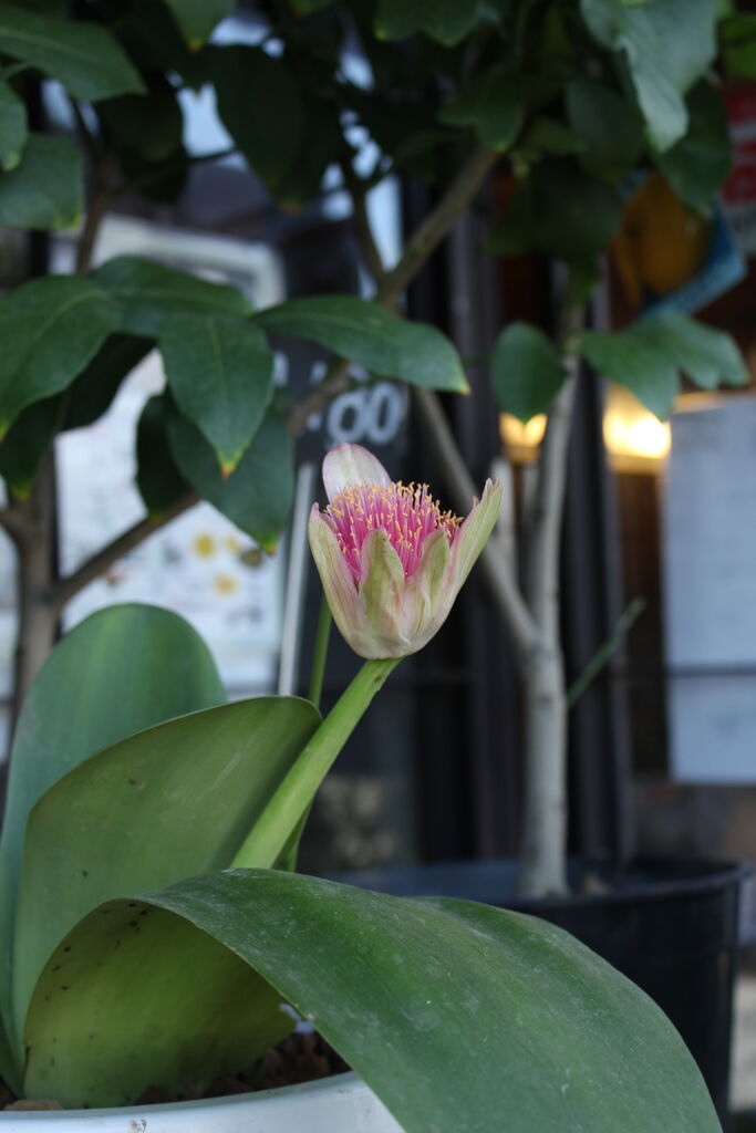 マユハケオモト（ハエマンサス）桃花入荷しています♪ : ACTIS