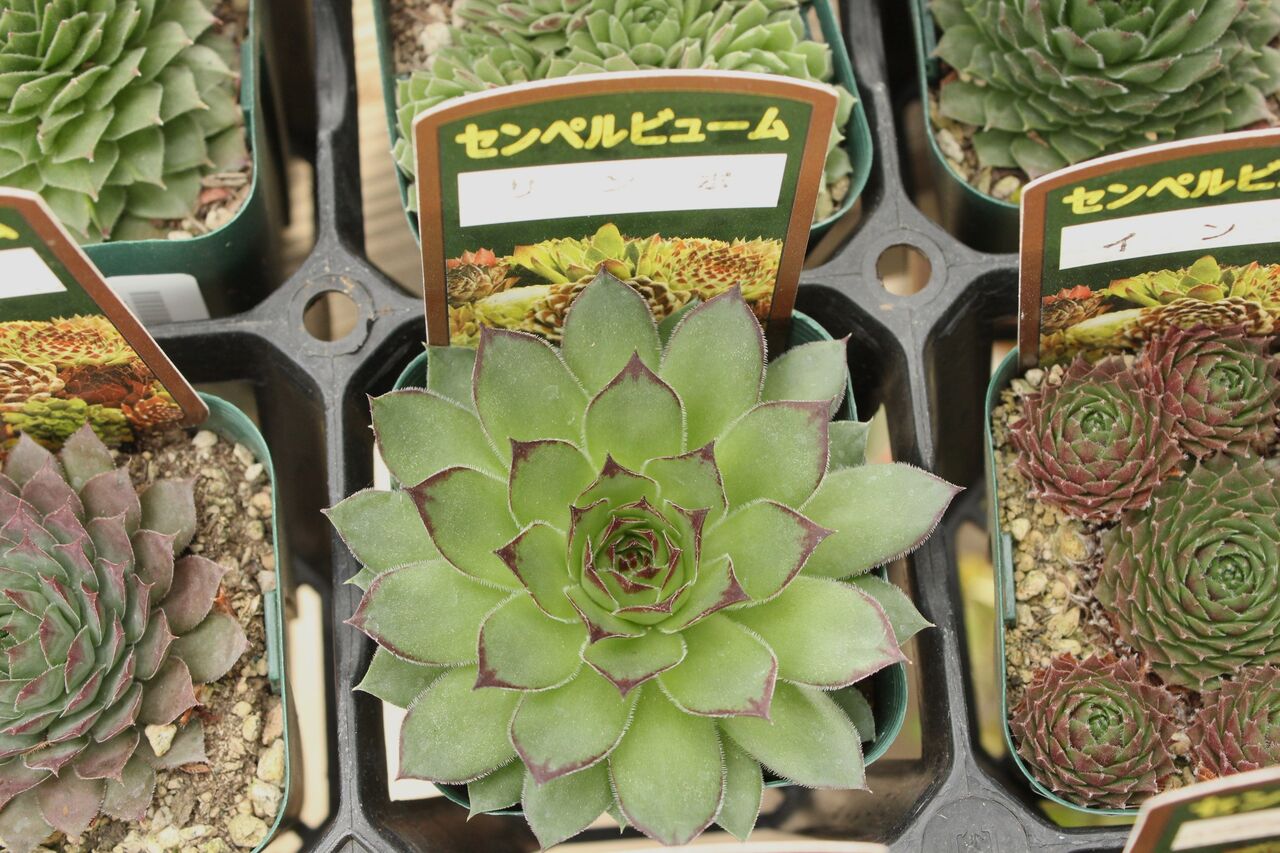 寒さに強い多肉植物 Actis Flower Garden Green プチ フルール 寒さに強い多肉植物 Actis Flower Garden Green プチ フルール