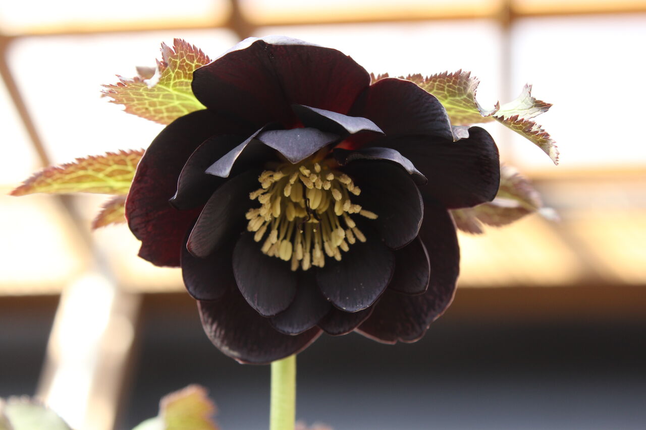 可愛い子そろっています 新潟産クリスマスローズ プチ フルール Actis Flower Garden Green 可愛い子そろっています 新潟産クリスマスローズ プチ フルール Actis Flower Garden Green