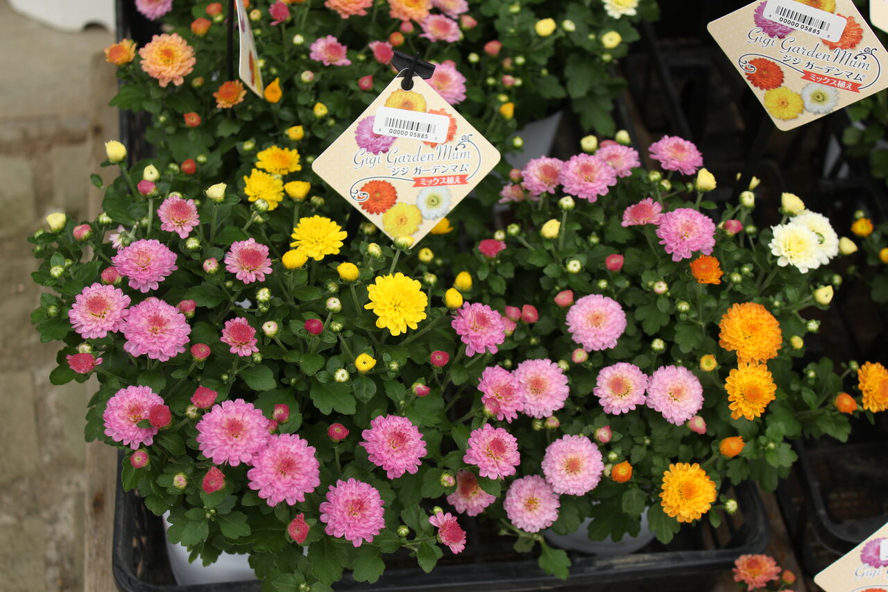 秋の花鉢 プチ フルール Actis Flower Garden Green