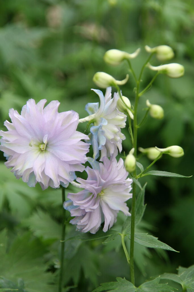 デルフィニウム スイートセンセーション ムーンライト Actis Flower Garden Green プチ フルール デルフィニウム スイートセンセーション ムーンライト Actis Flower Garden Green プチ フルール