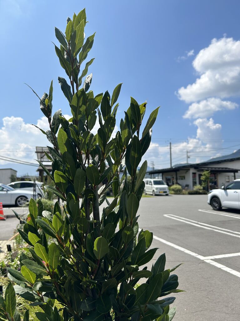 おすすめ！月桂樹 : ACTIS FLOWER＆GARDEN GREEN プチ*フルール