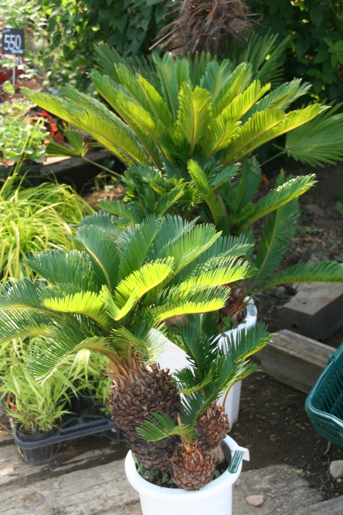 存在感たっぷり 南国の雰囲気 ソテツ カッコいいソテツたち。暑い夏にぴったりです♪ : ACTIS
