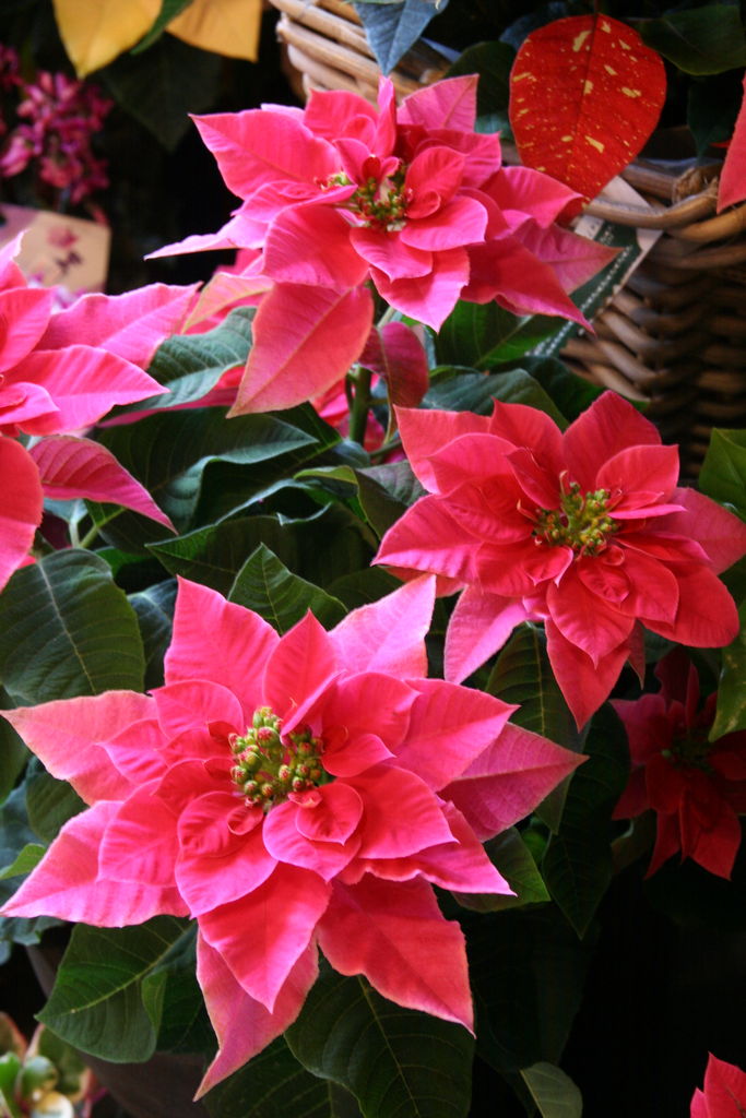 ポインセチア ウインターローズ プチ フルール Actis Flower Garden Green