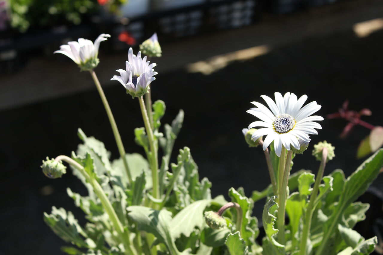 カリブラコア ティエルノダブル オレンジシフォン と入荷の花 プチ フルール Actis Flower Garden Green カリブラコア ティエルノダブル オレンジシフォン と入荷の花 プチ フルール Actis Flower Garden Green