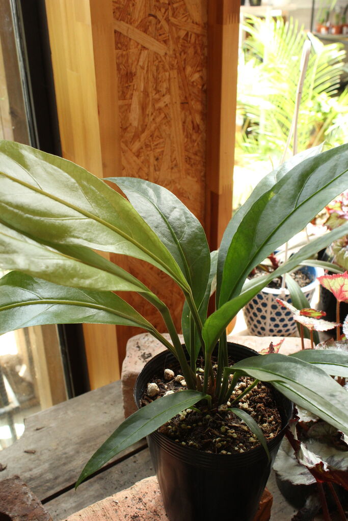 現品］【希少】2 アンスリウム ジャングルブッシュ 8号 観葉植物 室内