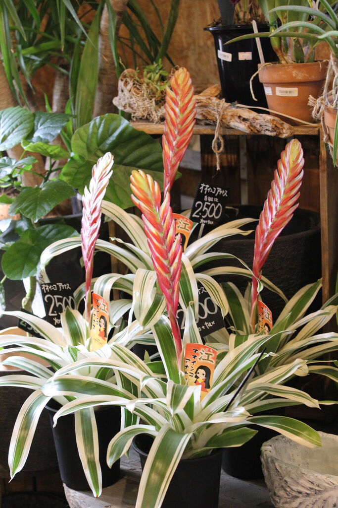 お部屋のグリーンも プチ フルール Actis Flower Garden Green