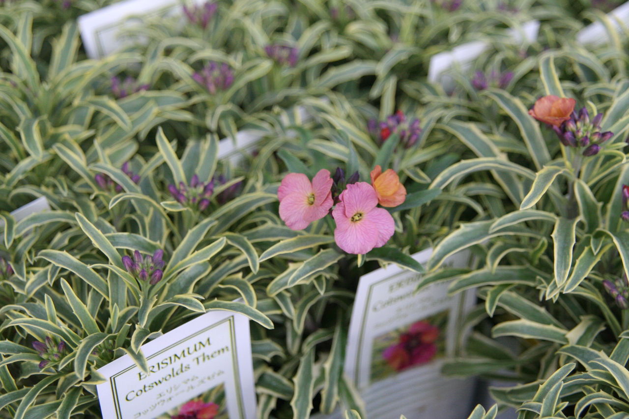 新入荷のお花たち 春満開 プチ フルール Actis Flower Garden Green