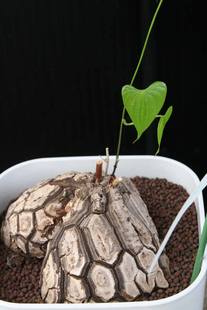 ディオスコレア 亀甲竜 とコーデックスたち プチ フルール Actis Flower Garden Green