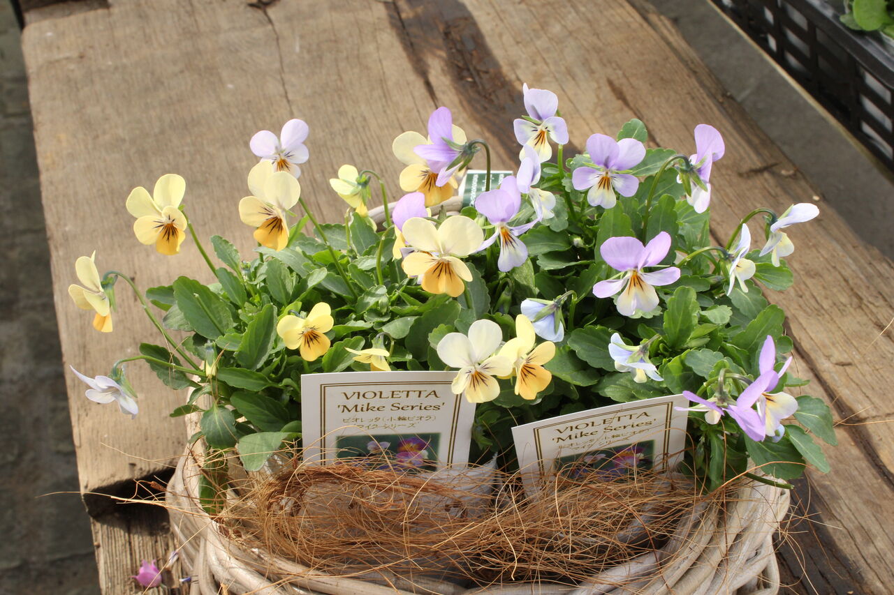 フラワーハーツさんの ビオレッタ 入荷しました プチ フルール Actis Flower Garden Green