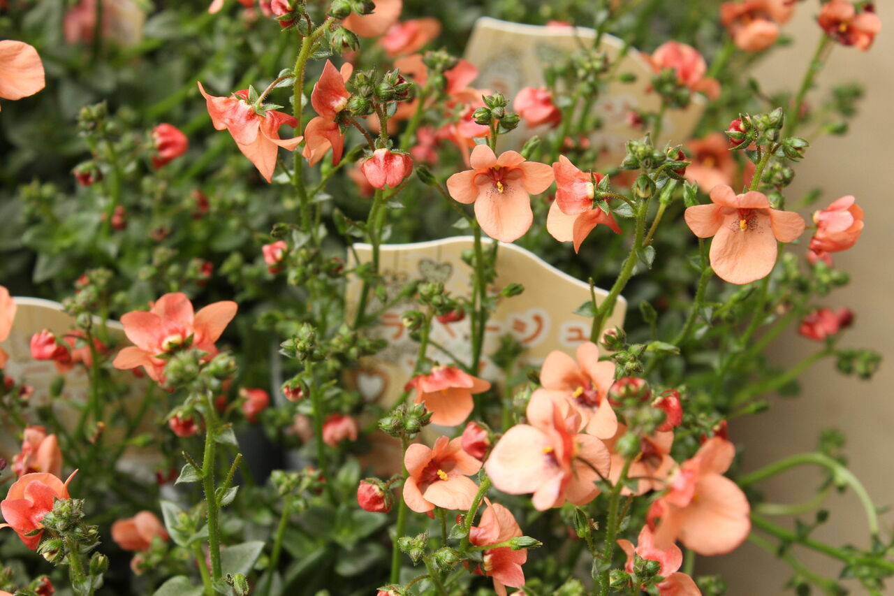 ナイスパフォーマー ディアスシア Actis Flower Garden Green プチフルール ナイスパフォーマー ディアスシア Actis Flower Garden Green プチフルール