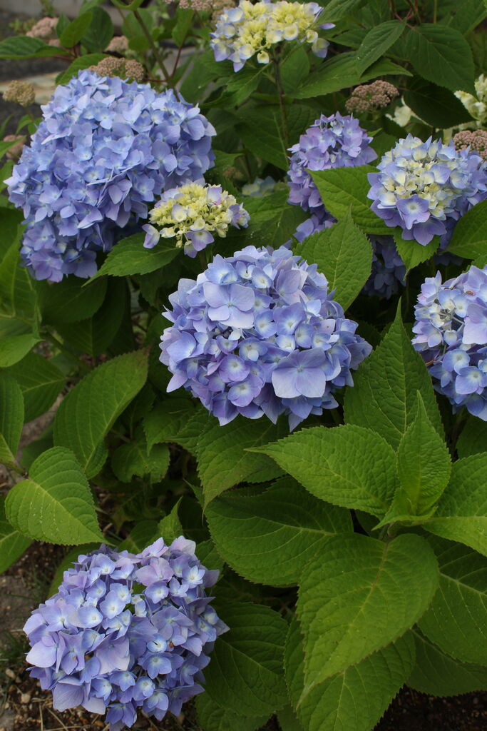 梅雨入りしました プチ フルール Actis Flower Garden Green