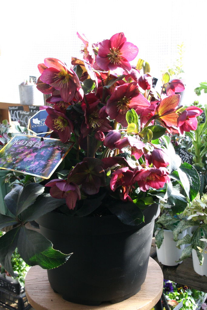 クリスマスローズ 氷の薔薇 プチ フルール Actis Flower Garden Green