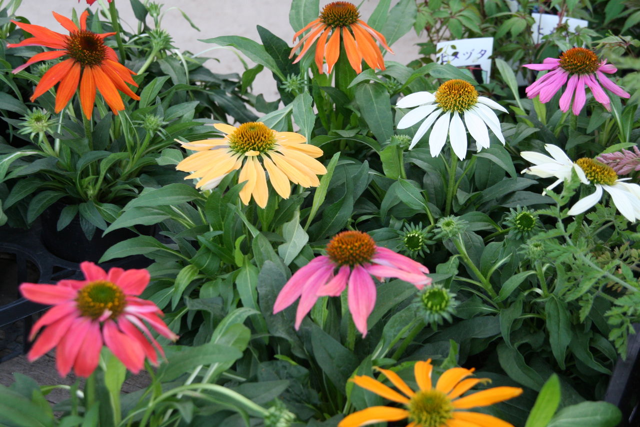 花苗いっぱい到着です プチ フルール Actis Flower Garden Green