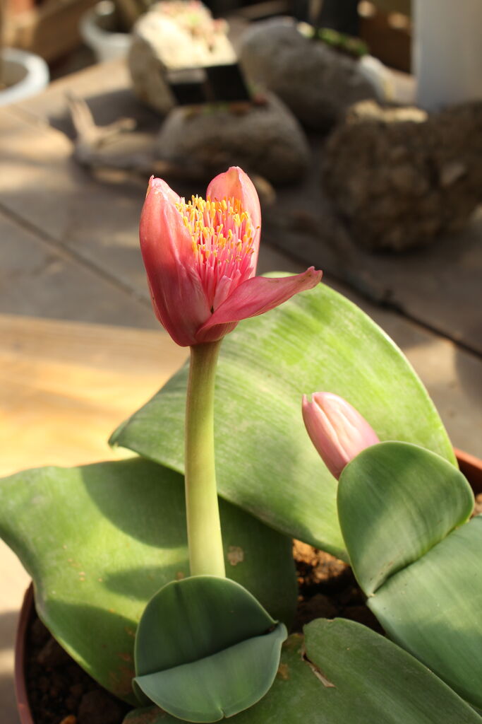赤花のマユハケオモト プチ フルール Actis Flower Garden Green 赤花のマユハケオモト プチ フルール Actis Flower Garden Green