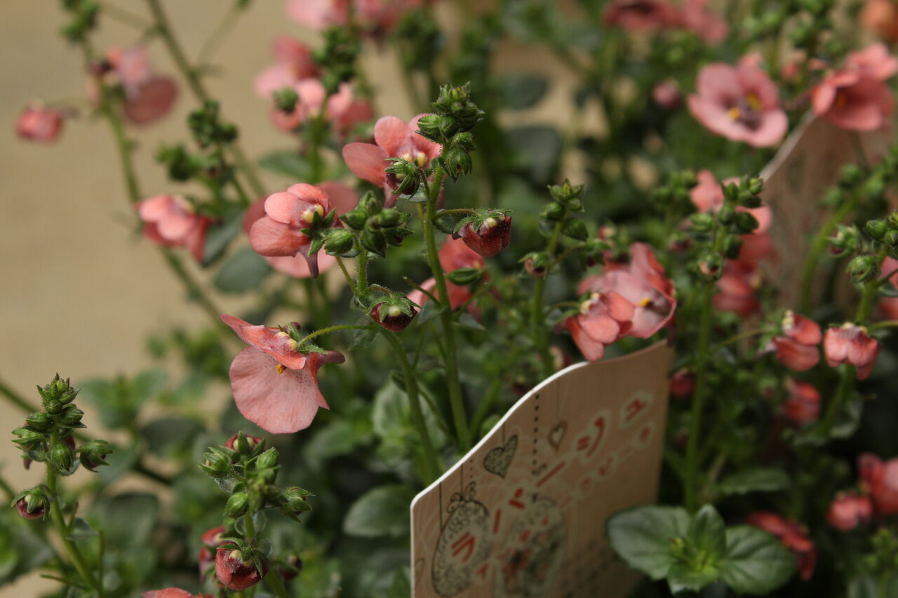 ナイスパフォーマー ディアスシア Actis Flower Garden Green プチフルール ナイスパフォーマー ディアスシア Actis Flower Garden Green プチフルール