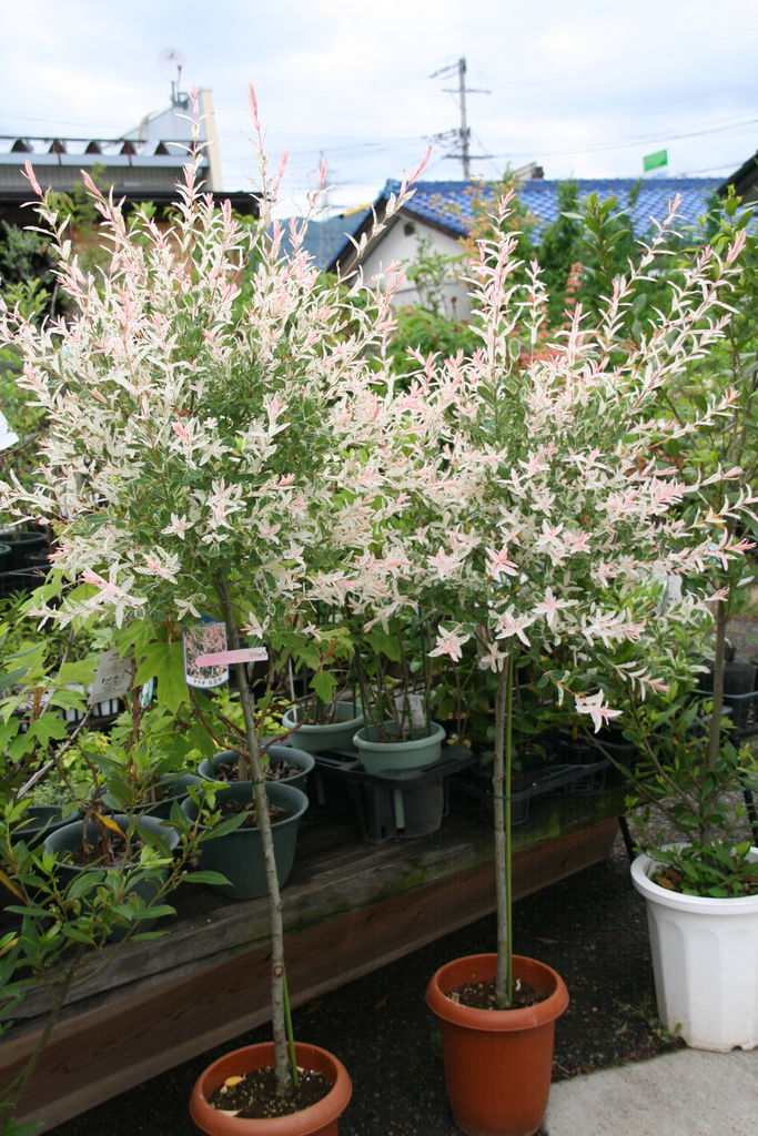 西洋ニワトコ ブラックレース と人気の庭木せいぞろいです プチ フルール Actis Flower Garden Green 西洋ニワトコ ブラックレース と人気の庭木せいぞろいです プチ フルール Actis Flower Garden Green