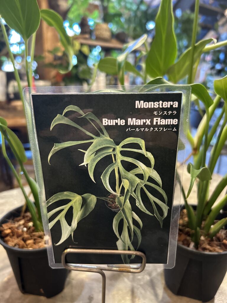 モンステラ バールマルクスフレーム lsw438 モンステラ・バール