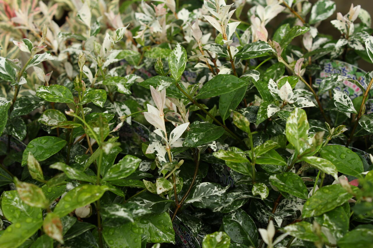 宿根ロベリアと季節の花たち プチ フルール Actis Flower Garden Green