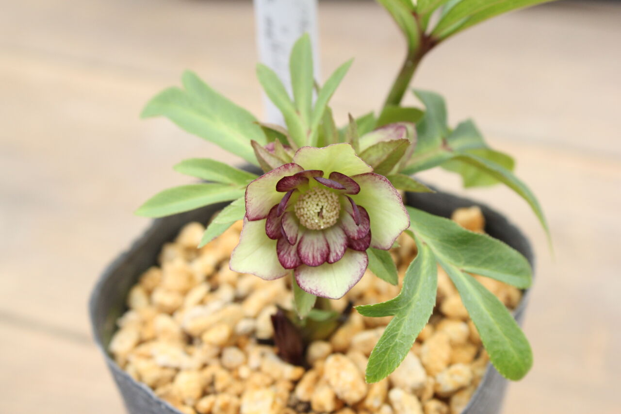 原種クリスマスローズ クロアチカス ハイブリッド種 入荷しました プチ フルール Actis Flower Garden Green 原種クリスマスローズ クロアチカス ハイブリッド種 入荷しました プチ フルール Actis Flower Garden Green