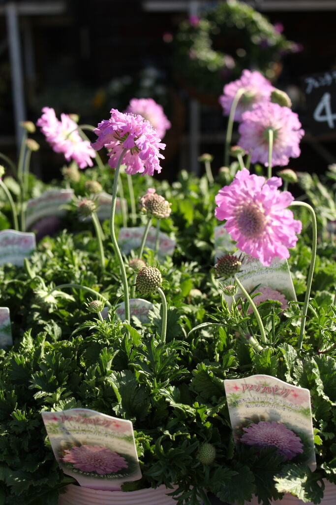 アルメリア ピンクボール スカビオサ アメジストピンク プチ フルール Actis Flower Garden Green