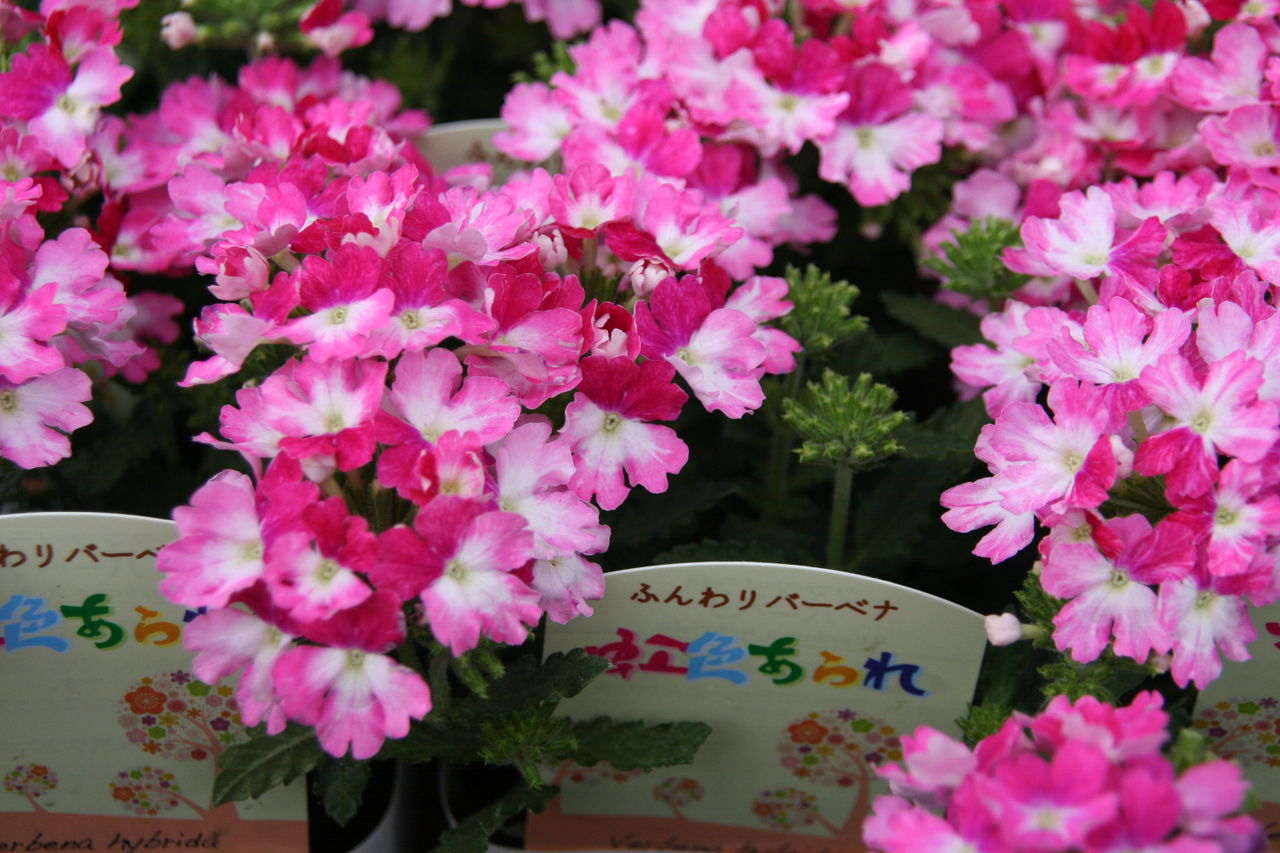 藤色のバーベナと入荷の花たち プチ フルール Actis Flower Garden Green 藤色のバーベナと入荷の花たち プチ フルール Actis Flower Garden Green