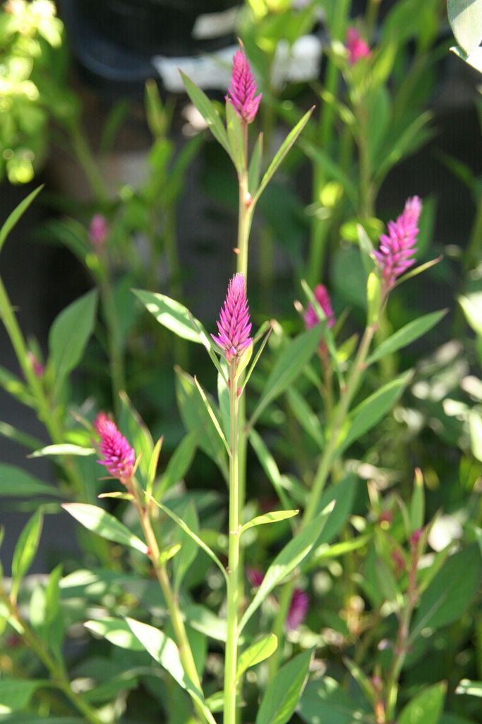 サルビア バンビューティー と入荷の花 プチ フルール Actis Flower Garden Green