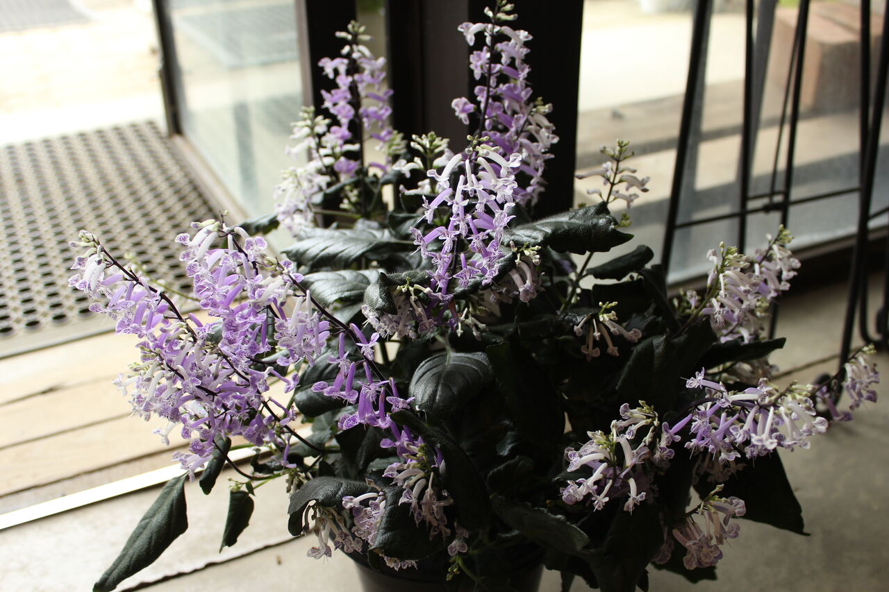 秋の花鉢 プチ フルール Actis Flower Garden Green