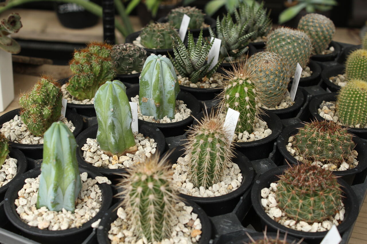 ミニサボテン ミニ多肉 プチ フルール Actis Flower Garden Green