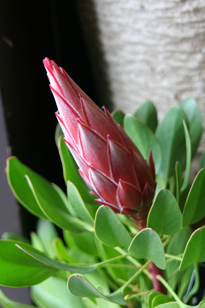 キングプロティア リトル プリンス とハイドランジア コットンキャンディー プチ フルール Actis Flower Garden Green キングプロティア リトル プリンス とハイドランジア コットンキャンディー プチ フルール Actis Flower Garden Green