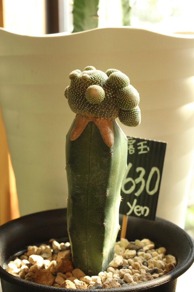 おもしろい接ぎ木サボテン入荷しました : ACTIS FLOWER＆GARDEN GREEN
