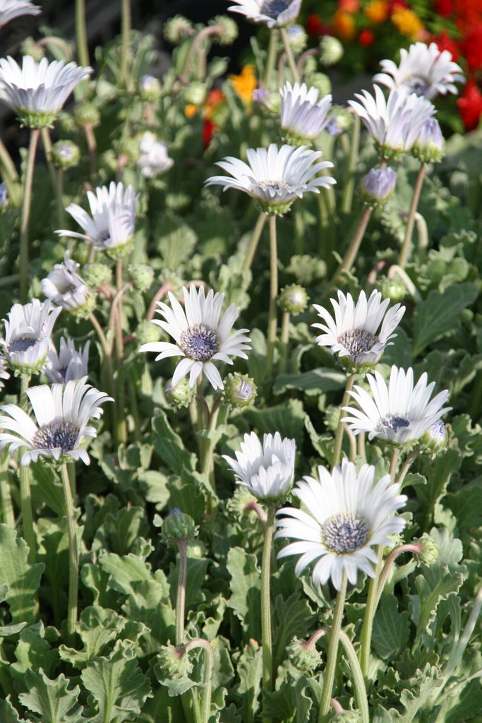 ギリア レプタンサブルー とブルーの花たち プチ フルール Actis Flower Garden Green