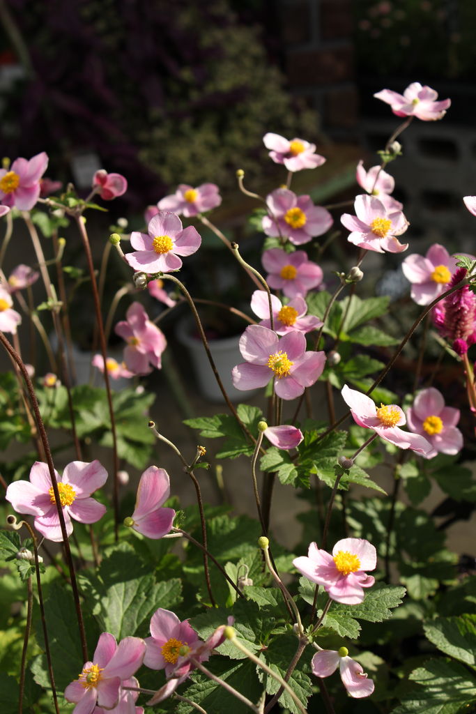 シュウメイギク アーリーオータム とピンク色の花たち プチ フルール Actis Flower Garden Green
