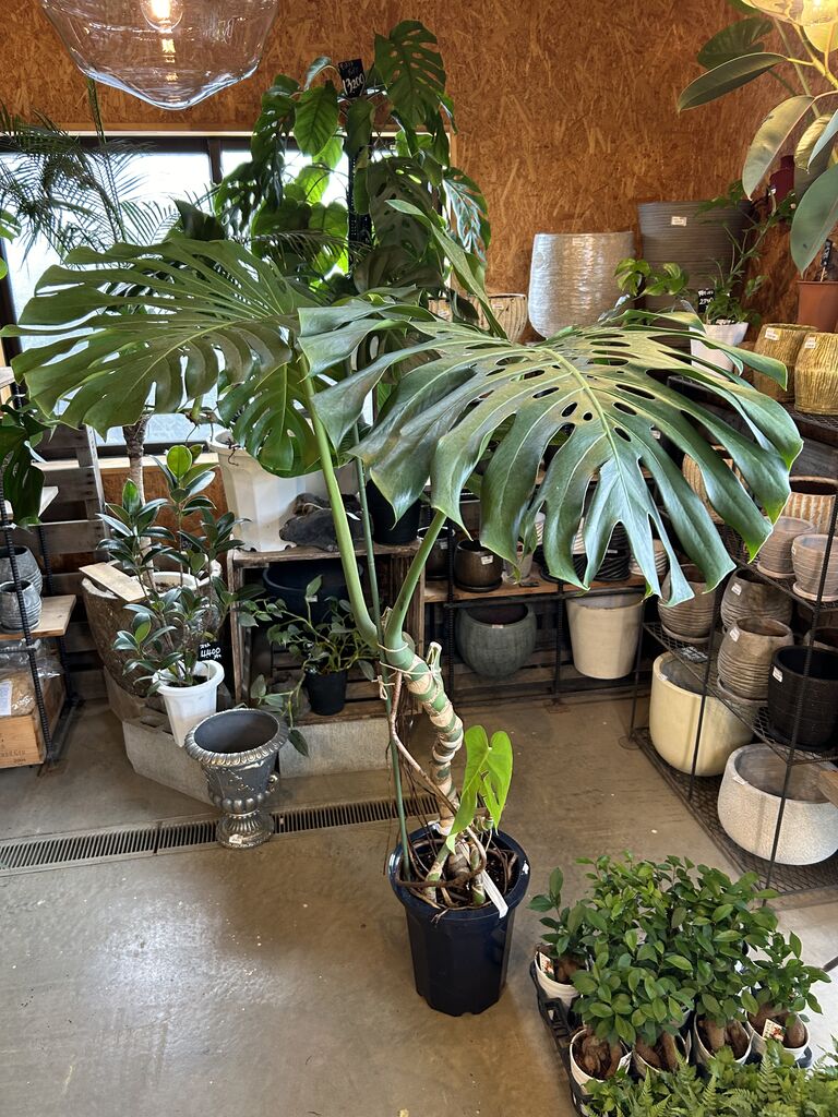 特大モンステラ 特大モンステラ入荷しました！ : ACTIS FLOWER＆GARDEN GREEN プチ