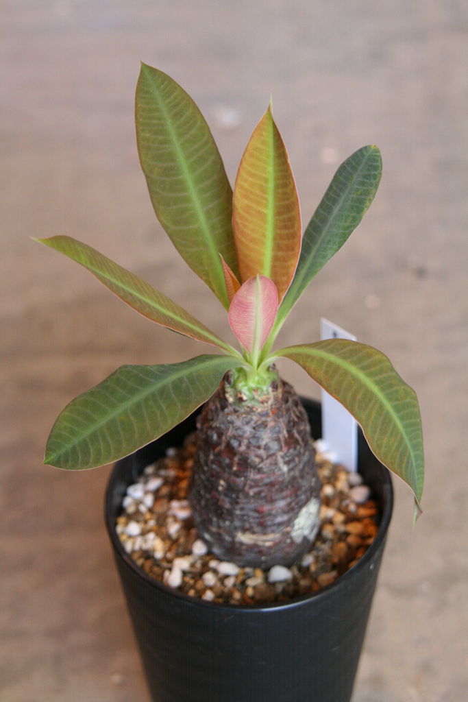 現物確認可 ユーリキニアカスタネアスピラリス サボテン ユーフォルビア 多肉 Www Dotsarabia Com